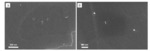 Ordered Mesoporous Carbon/Graphene/Nickel Foam for Flexible Dopamine Detection with Ultrahigh Sensitivity and Selectivity