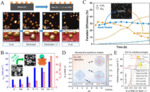 Electrolyte Tailoring for Electrocatalytic Reduction of Stable Molecules Fig. 4