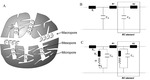 Porous Electrodes in Electrochemical Energy Storage Systems