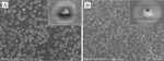 Preparation and Performance Investigation of Li-SGO doped Semi-IPNs Porous Single Ion Conducting Polymer electrolyte Figure 4