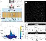 Electrochemiluminescence Imaging Hydrogen Evolution Reaction on Single Platinum Nanoparticles Using a Bipolar Nanoelectrode Array