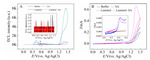 Luminol/Sulfamic Acid Electrochemiluminescence and Its Application for Dopamine Detection