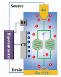 Electrochemical Gating Single-Molecule Circuits with Parallel Paths