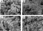 Synthesis and Electrochemical Study of CuAu Nanodendrites for CO2 Reduction