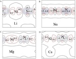 Structural, Dynamic, Elastic and Electronic Properties of ANiN (A = Li, Na, Mg, Ca): First-Principles Calculations