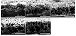 Preparation and Characterization of Thermoplastic Polyurethane-Based Polymer Electrolyte Figure 5