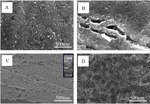 Formation and Morphological Evolution of Nanoporous Anodized Iron Oxide Films Figure 7