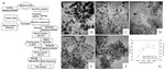 Progress of Pt-Based Catalysts in Proton-Exchange Membrane Fuel Cells: A Review Figure 3