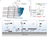 Structural Degradation of Ni-Rich Layered Oxide Cathode for Li-Ion Batteries