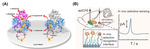 Brain Electrochemistry