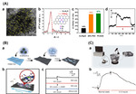 Brain Electrochemistry