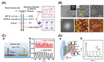 Brain Electrochemistry