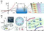 Brain Electrochemistry