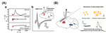 Brain Electrochemistry