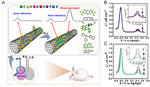 Rational Design of Electrochemical Molecular Probes for Highly Selective and Long-Term Measurement In Vivo