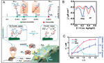 Rational Design of Electrochemical Molecular Probes for Highly Selective and Long-Term Measurement In Vivo