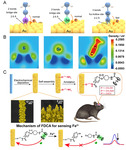 Rational Design of Electrochemical Molecular Probes for Highly Selective and Long-Term Measurement In Vivo