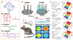 Rational Design of Electrochemical Molecular Probes for Highly Selective and Long-Term Measurement In Vivo