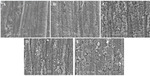 Electrochemical SERS study of Benzotriazole and 3-mercapto-1-propanesulfonate in Acidic Solution on Copper Electrode Figure 10