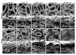 Quantitative Lithium Composite as 3D Lithium Foam Anode for Lithium Metal Battery Figure 4