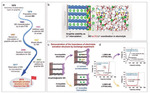 Which Factor Dominates Battery Performance: Metal Ion Solvation Structure-Derived Interfacial Behavior or Solid Electrolyte Interphase Layer? Figure 1