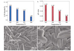 Insight into the Effects of Cation Disorder and Surface Chemical Residues on the Initial Coulombic Efficiency of Layered Oxide Cathode Figure 5